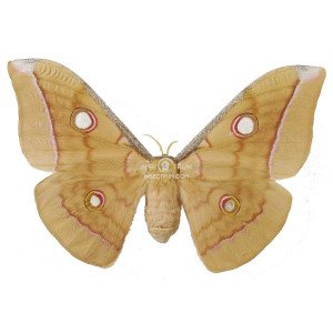 ANTHERAEA FRITHI